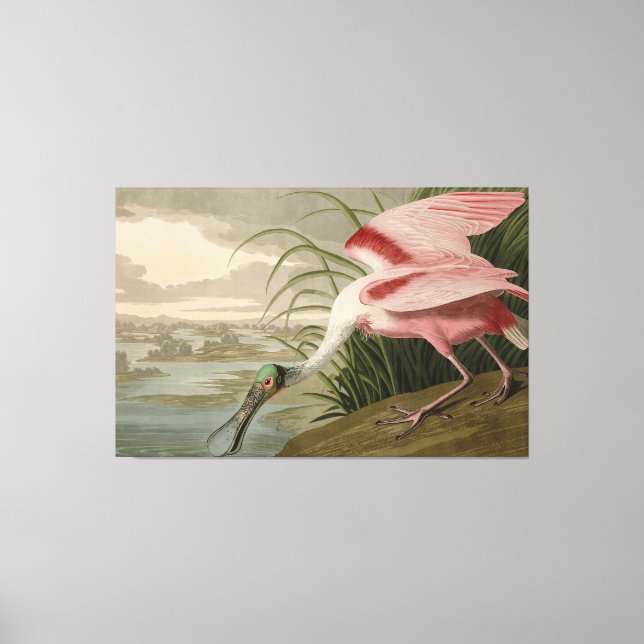 Toile Roseate Spoonbill from Audubon's Birds of America (Recto)