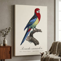 Rosella orientale ou Perruche à tête pâle Platycer