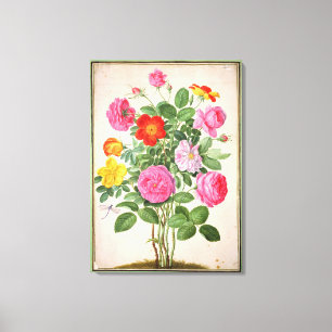 Toile Roses, assiette 4 du Nassau Florilegium (avec allu