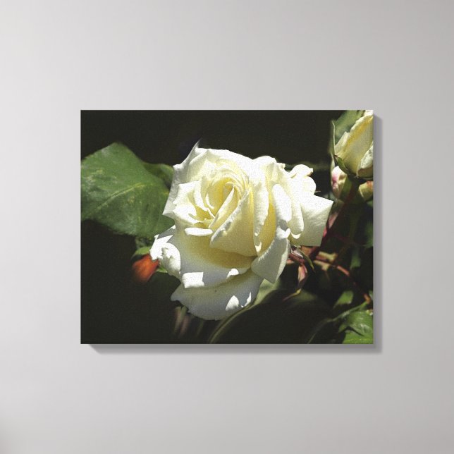 Toile Roses blanches Fleurs sauvages Imprimer Photo (Recto)
