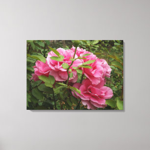 Toile Roses roses