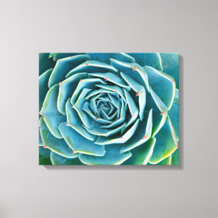 Toile Rosette d'Echeveria, Jardin Secret de Marrakech