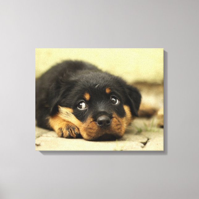 Toile Rottweiler chiot adorable (Recto)