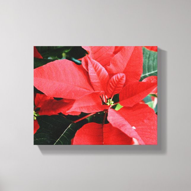 Toile Rouge clair Poinsettia Noël (Recto)