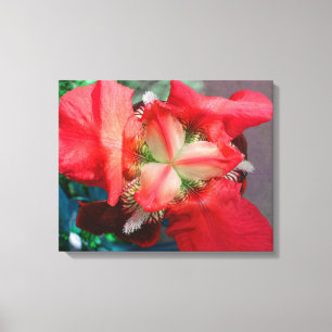 Toile rouge Iris