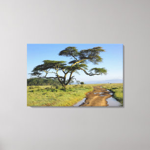 Toile Route de terre primitive et acacia, lac Nakuru