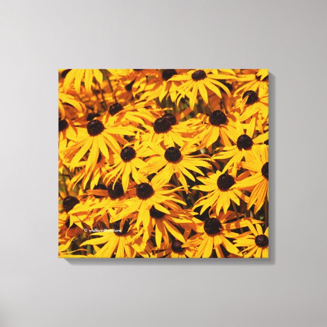 Toile Rudbeckia Fulgida / Orange Coneflower (Recto)