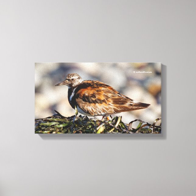 Toile Ruddy Tournstone Shorebird à la plage (Recto)