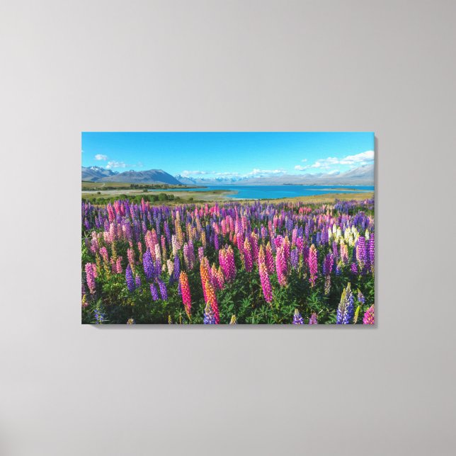 Toile Russle Lupines au lac Tekapo | Nouvelle-Zélande (Recto)