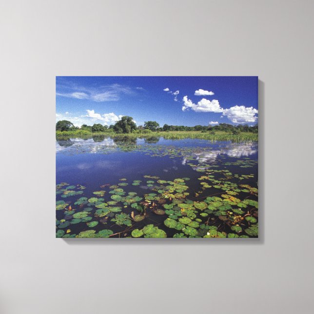Toile S.A., Brésil, Voies navigables dans le Pantanal (Recto)
