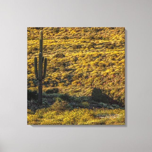 Toile Saguaro Cactus Sonoran Désert Au Printemps 24X24 (Recto)