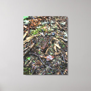 Toile Salamandre dans la forêt, Washington