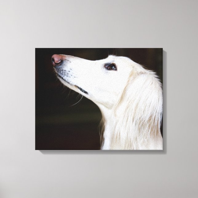 Toile Saluki se lève (Recto)