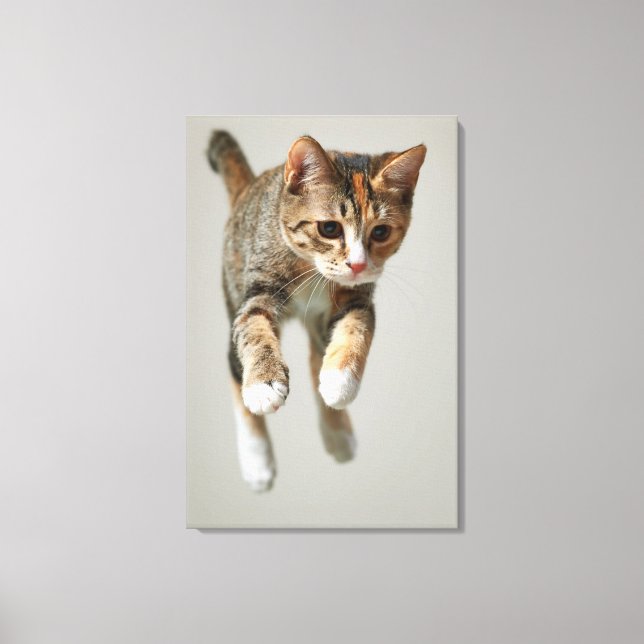 Toile Saut de chat Calico (Recto)