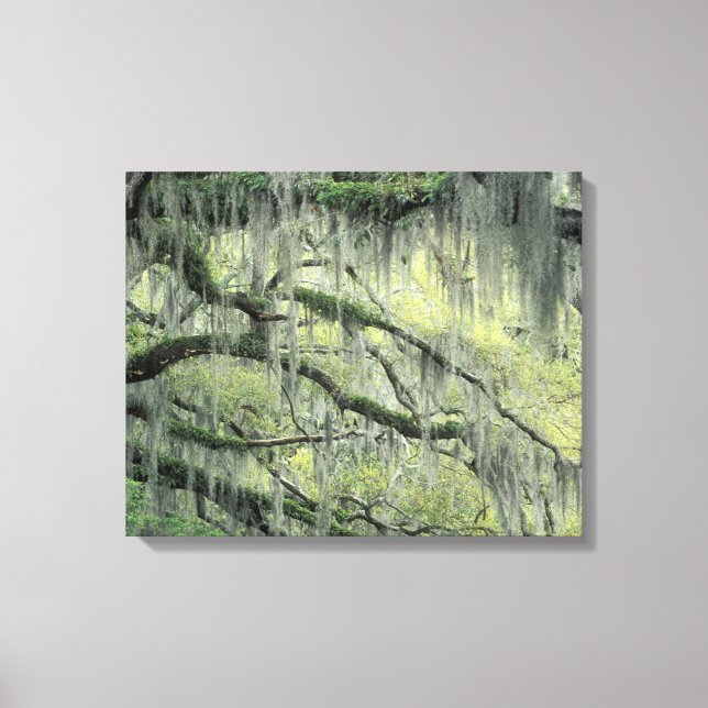 Toile Savannah, Géorgie, arbre de chêne vivant drapé de (Recto)