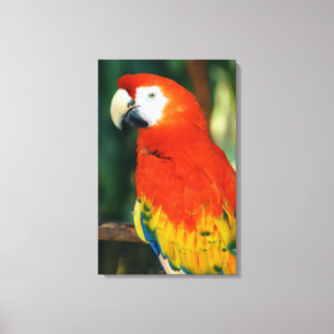 Toile Scarlet Macaw