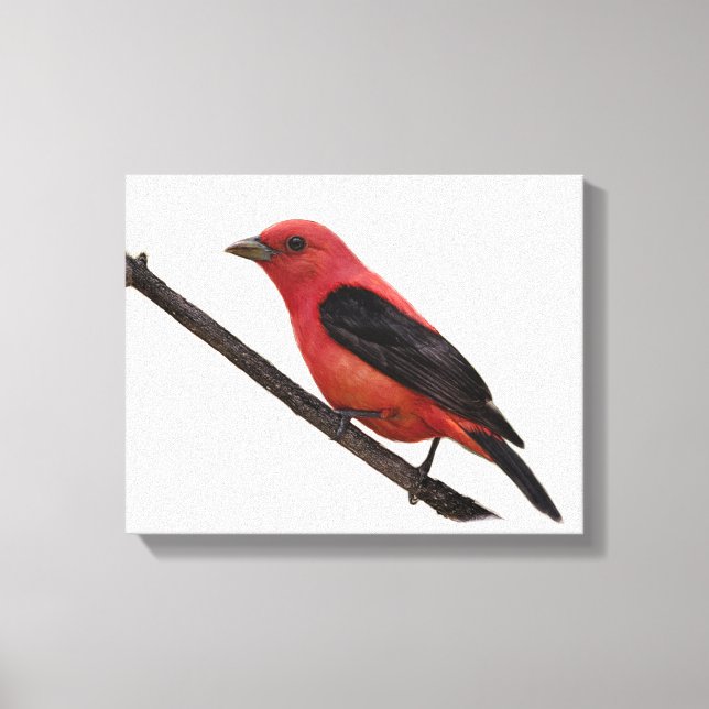Toile Scarlet Tanager sur Branche (Recto)