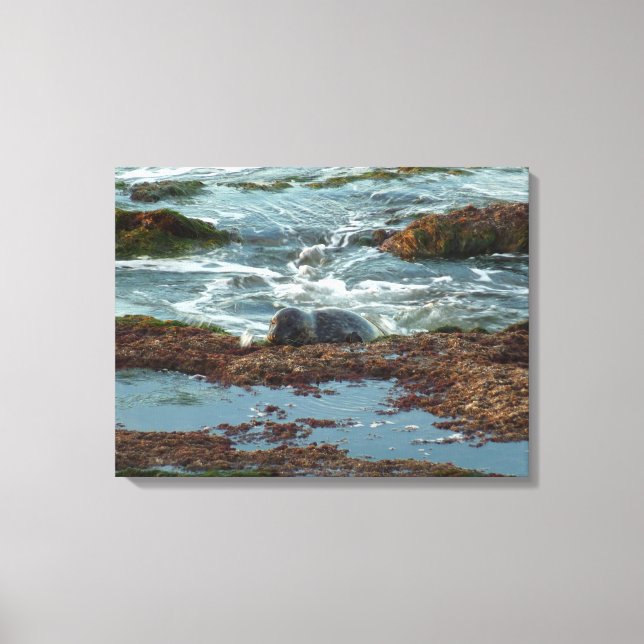 Toile Sceau de port Lit Sunset I à San Diego (Recto)