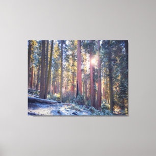 Toile Scène de forêt de séquoias hivernale ensoleillée