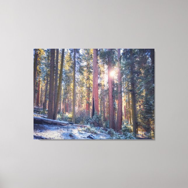 Toile Scène de forêt de séquoias hivernale ensoleillée (Recto)
