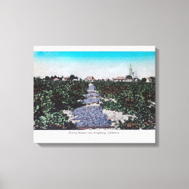 Toile Scène de vignoble de raisins SéchageKingsburg, CA (Recto)