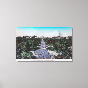 Toile Scène de vignoble des raisins DryingKingsburg, CA