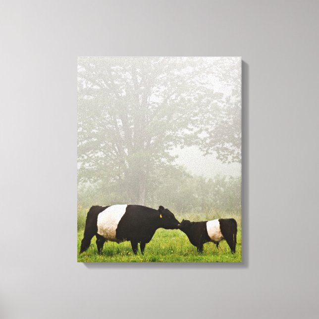 Toile Scène désagréable de la vache galloway ceinturée q (Recto)