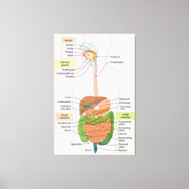 Toile Schéma du système digestif gastro-intestinal humai (Recto)