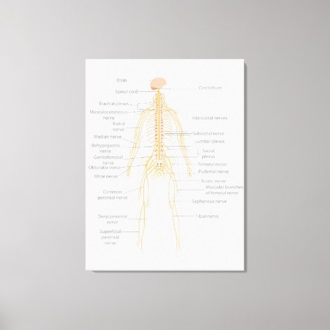 Toile Schéma du système nerveux du corps humain  (Recto)