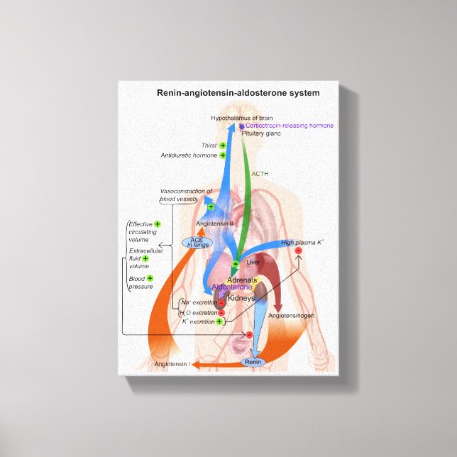 Toile Schéma du système Rénine-Angiotensine Diagramme du (Recto)