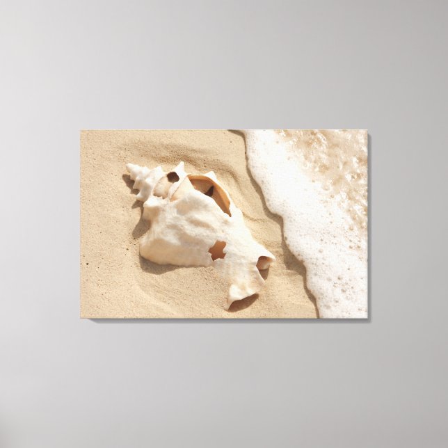 Toile Seashell | Grand Turk Caribbean Island (Recto)