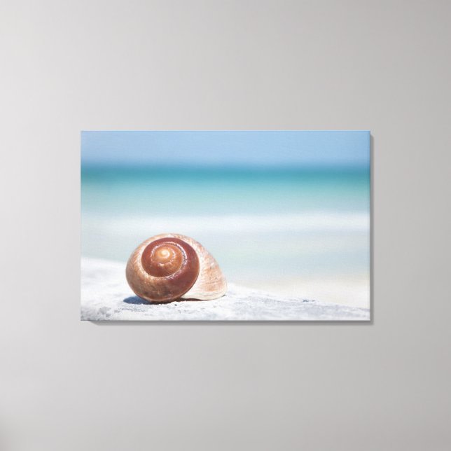 Toile Seashell | Saint-Pétersbourg, Floride (Recto)