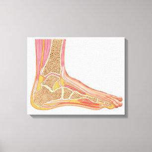 Toile Section longitudinale de pied humain