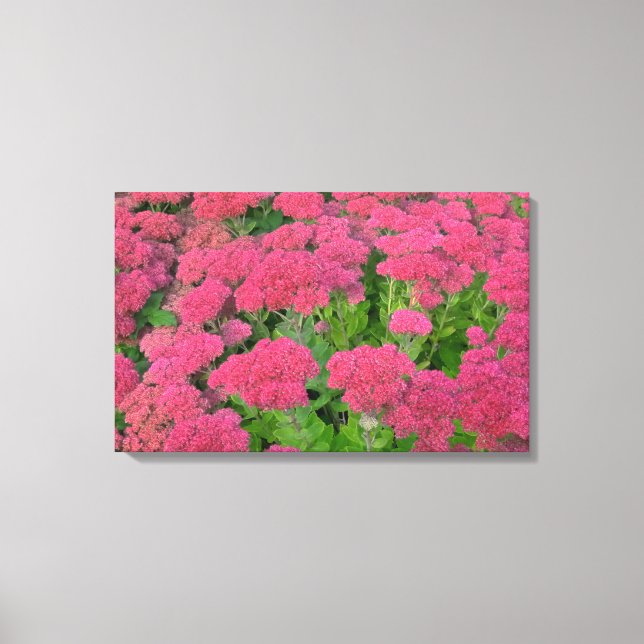 Toile Sedum Automne Joy (Recto)