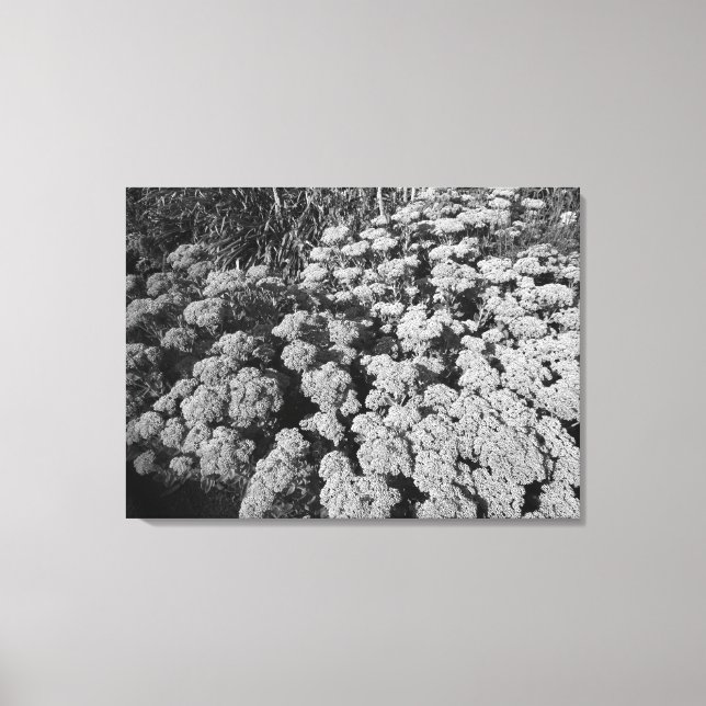 Toile Sedum Automne Joy (B&W) (Recto)