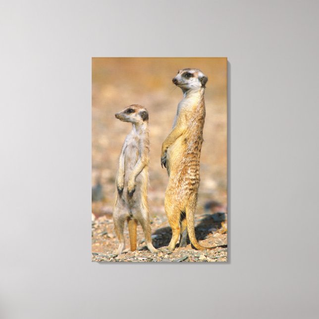 Toile Sentinelles de suricates (Suricata suricatta), Kar (Recto)