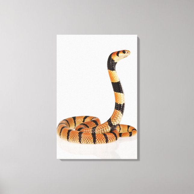 Toile Serpent corail africain (Aspidelaps lubricus) (Recto)
