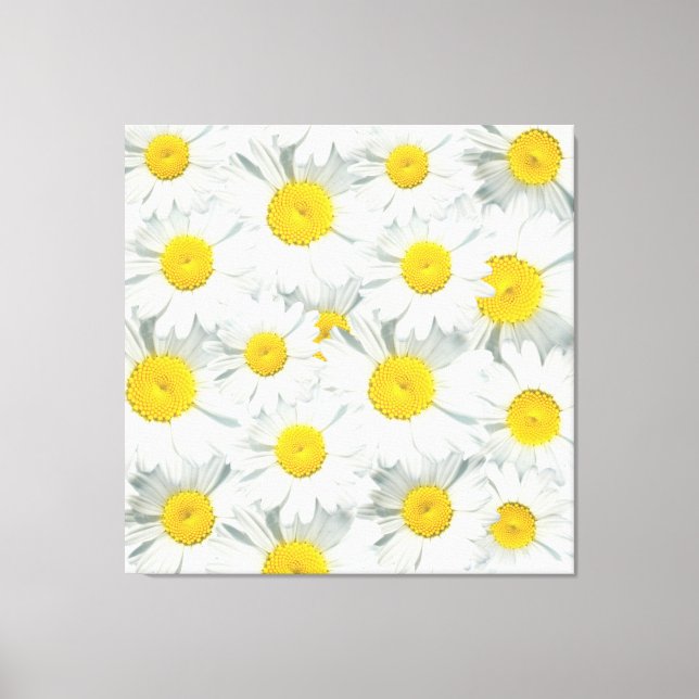 Toile Shasta Daisies (Recto)