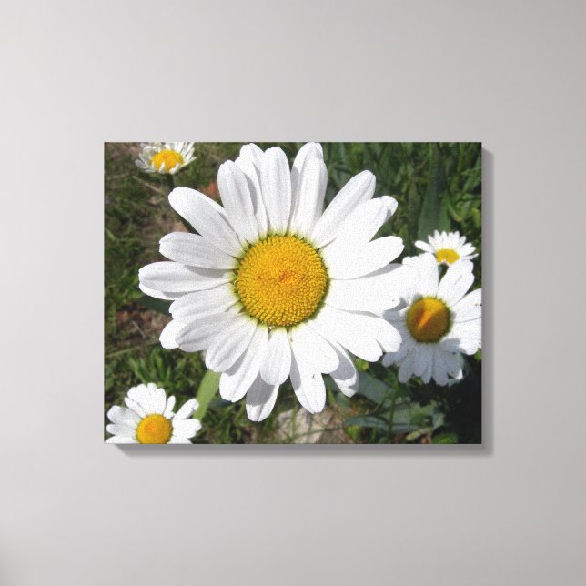 Toile Shasta Daisy (Chrysanthemum maximum) (Recto)