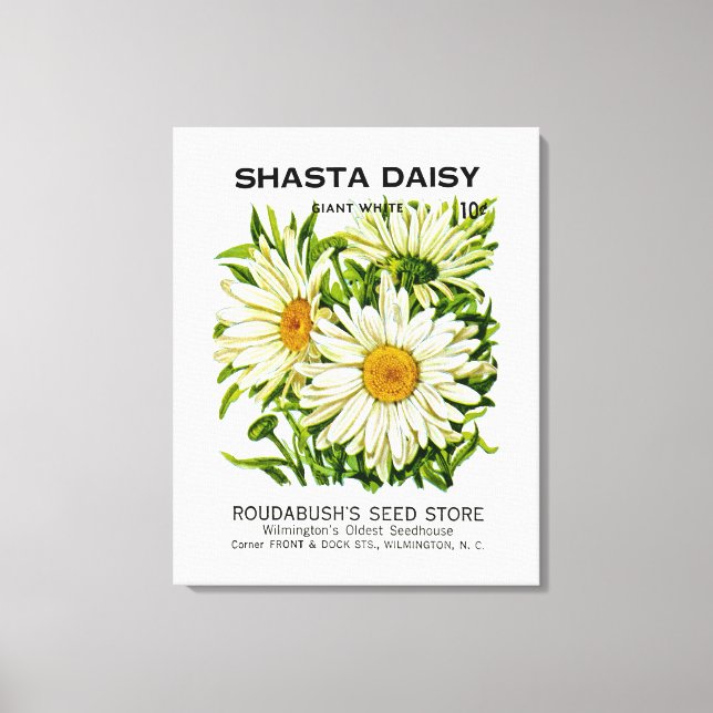 Toile Shasta Daisy Vintage semis (Recto)