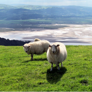 TOILE SHEEP DE MONTAGNE