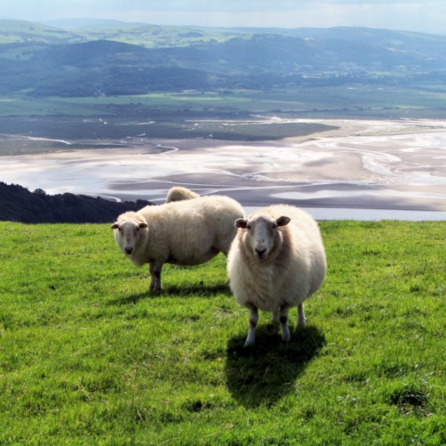 TOILE SHEEP DE MONTAGNE (Mountain sheep photography with views over the Dyfi estuary. Wales UK. )