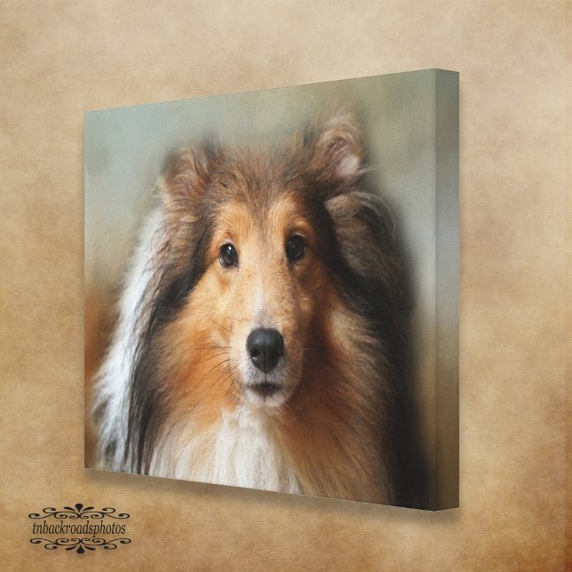 Toile Sheltie Canine (Créateur téléchargé)