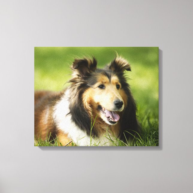 Toile Shetland Sheepdog assis sur l'herbe (Recto)