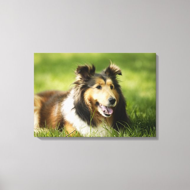 Toile Shetland Sheepdog assis sur l'herbe (Recto)