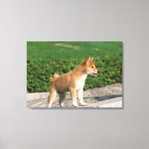 Toile Shiba miniature japonais 2