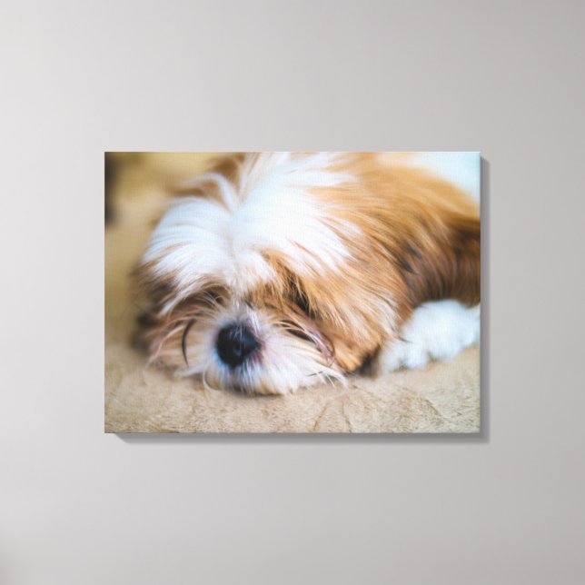Toile Shih Tzu (Recto)