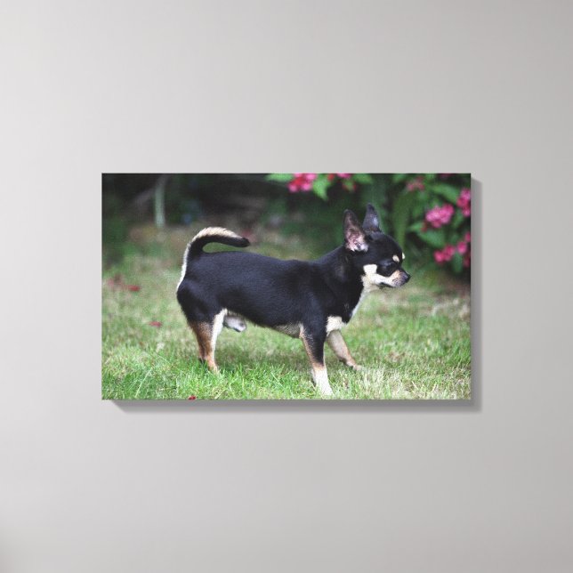 Toile Short Haired Chihuahua Standing (Recto)