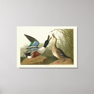 Toile Shoveler Duck - de Audubon's Birds of America