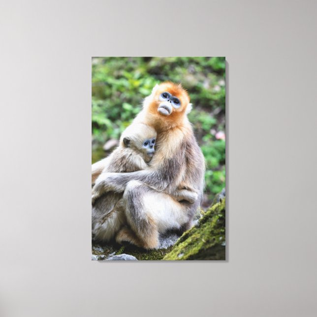 Toile Singe à nez retroussé doré avec bébé (Recto)